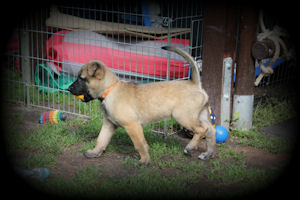 Informationen über Ambra vom HeXXentanz