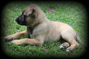 Ambra vom HeXXentanz