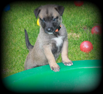 Ambra vom HeXXentanz