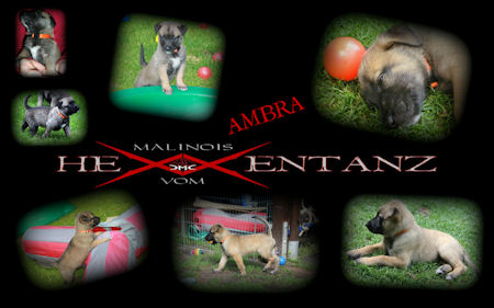 Ambra vom HeXXentanz