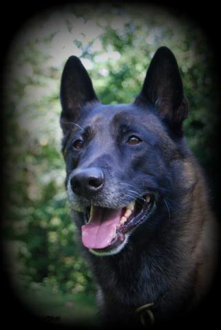 Chucky von der Silberschnauze