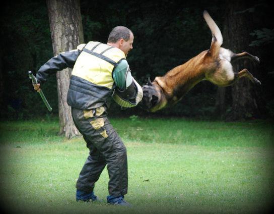 Sir Balou des Teutones