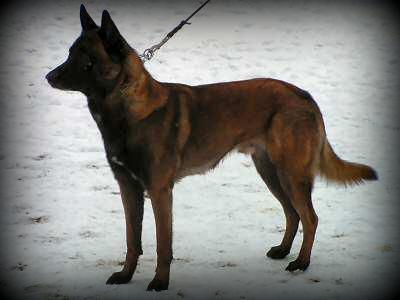 Sir Balou des Teutones