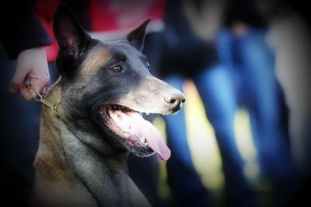 Chess vom Hause Ripp