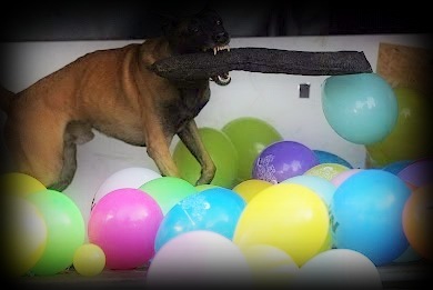 Chess vom Hause Ripp