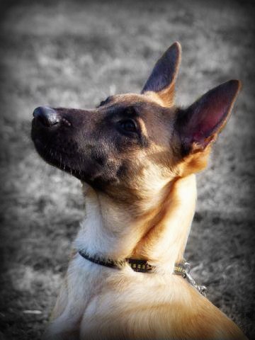 Chucky von der Silberschnauze