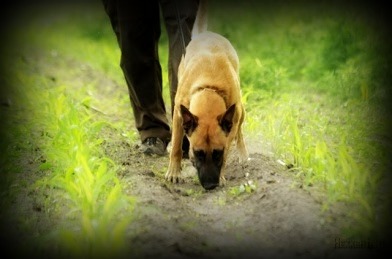 Chucky von der Silberschnauze