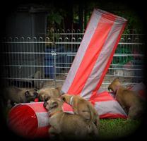 Bildergalerie A-Wurf vom HeXXentanz