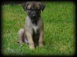 Ancho vom HeXXentanz