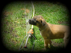 Informationen über Ancho vom HeXXentanz