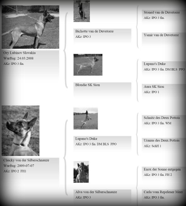 Ahnentafel A-Wurf vom HeXXentanz