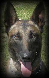 Chucky von der Silberschnauze